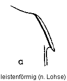 a-leistenfoermig.gif