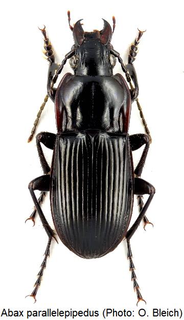 abax_parallelepipedus_hab.jpg