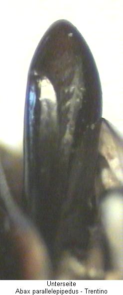 abax_parallelepipedus_pesp.jpg