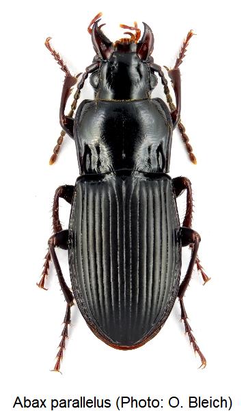 abax_parallelus_hab.jpg