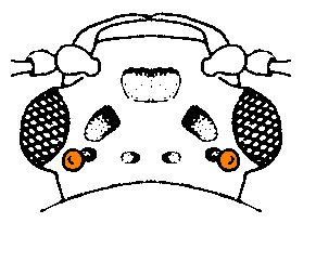abb053.gif