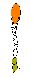 abb054.gif
