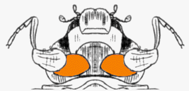 abb055.gif