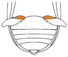 abb116.gif