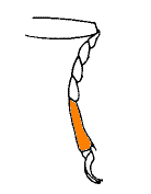abb117.gif
