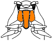 abb126.gif