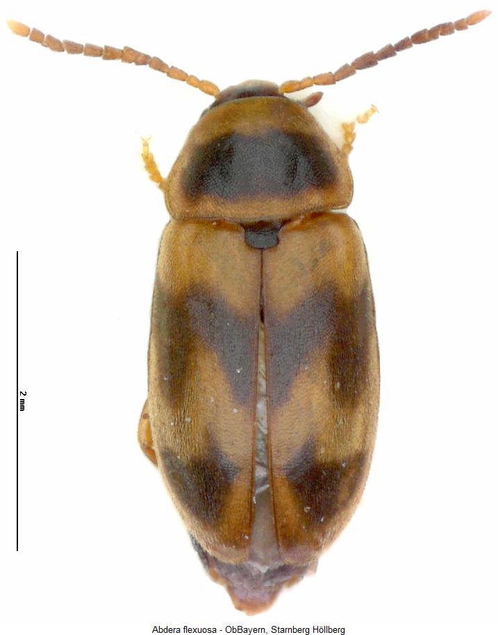 abdera_flexuosa_hab.jpg