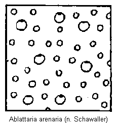 ablattaria_arenaria_punktur.gif