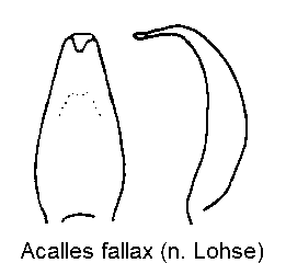 acalles_fallax.gif