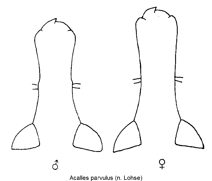 acalles_parvulus_rost.gif
