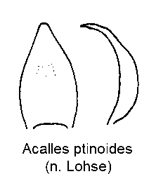 acalles_ptinoides.gif