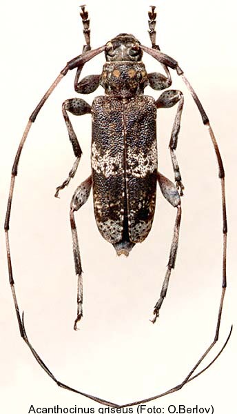 acanthocinus_griseus.jpg