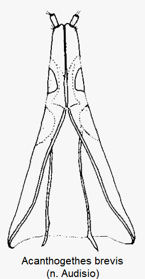 acanthogethes_brevis_ovi.gif