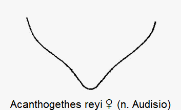 acanthogethes_reyi_w_pyg.gif