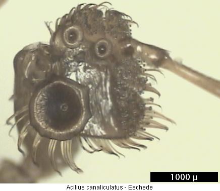 acilius_canaliculatus_tr.jpg