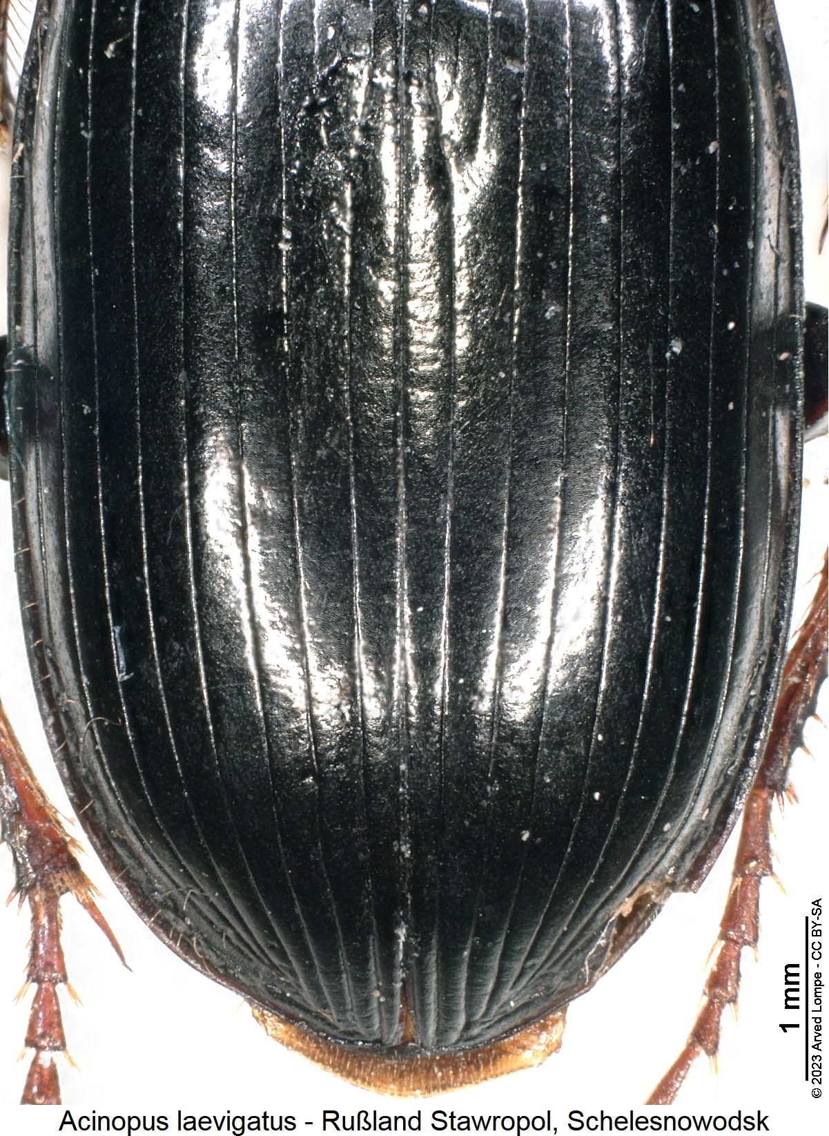 acinopus_laevigatus_dec.jpg