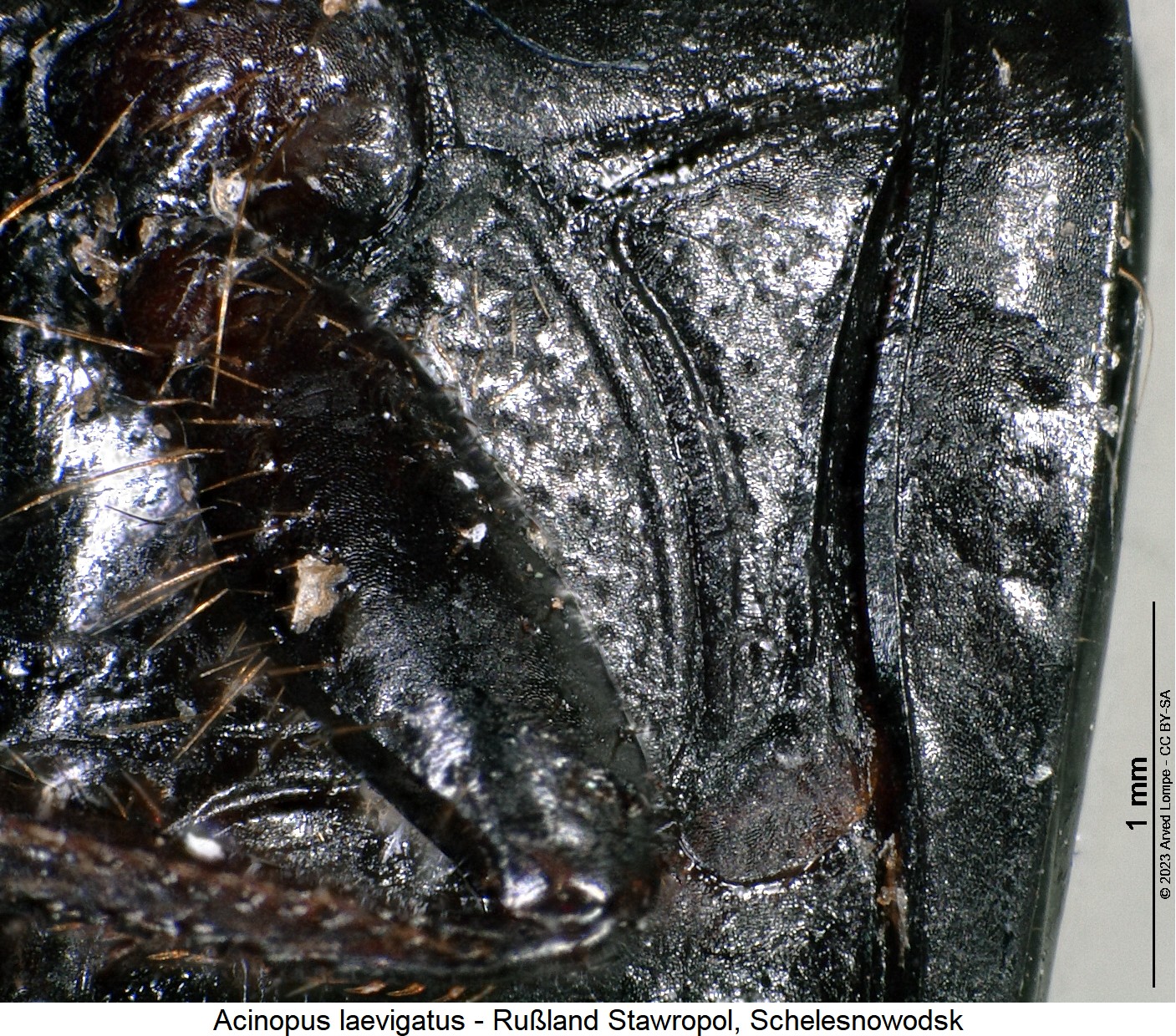 acinopus_laevigatus_hbr.jpg