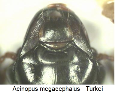 acinopus_megacephalus_k.jpg