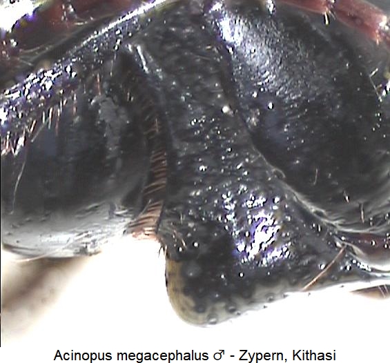 acinopus_megacephalus_vbr.jpg