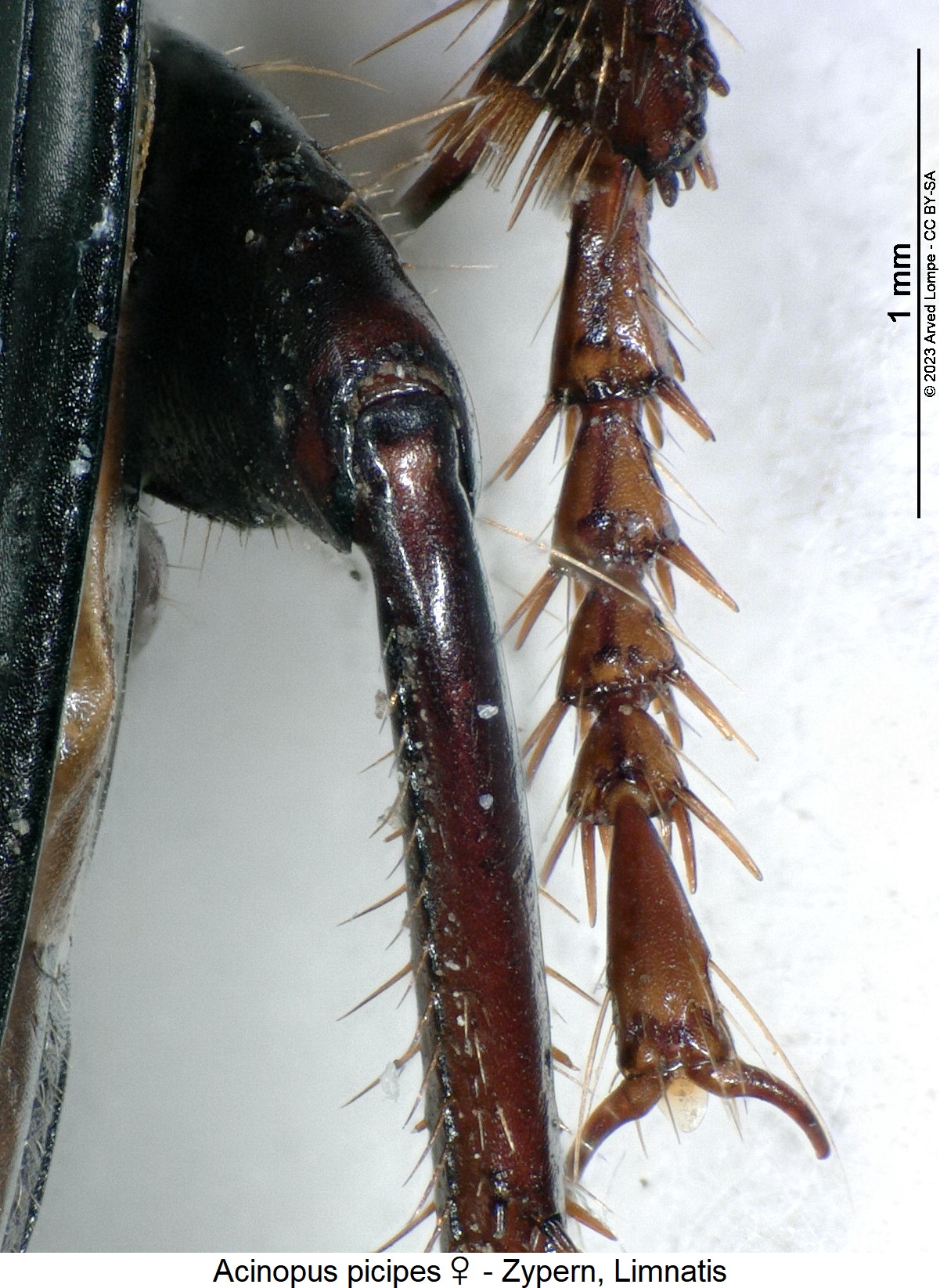 acinopus_picipes_w_mtr.jpg