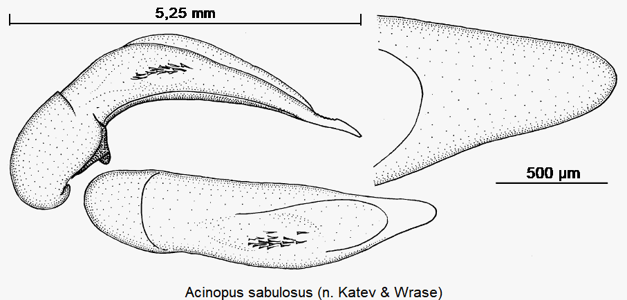 acinopus_sabulosus.gif