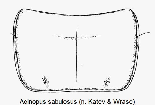 acinopus_sabulosus_hsch.gif