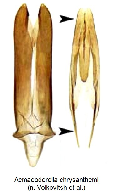 acmaeoderella_chrysanthemi_ck34306878.jpg