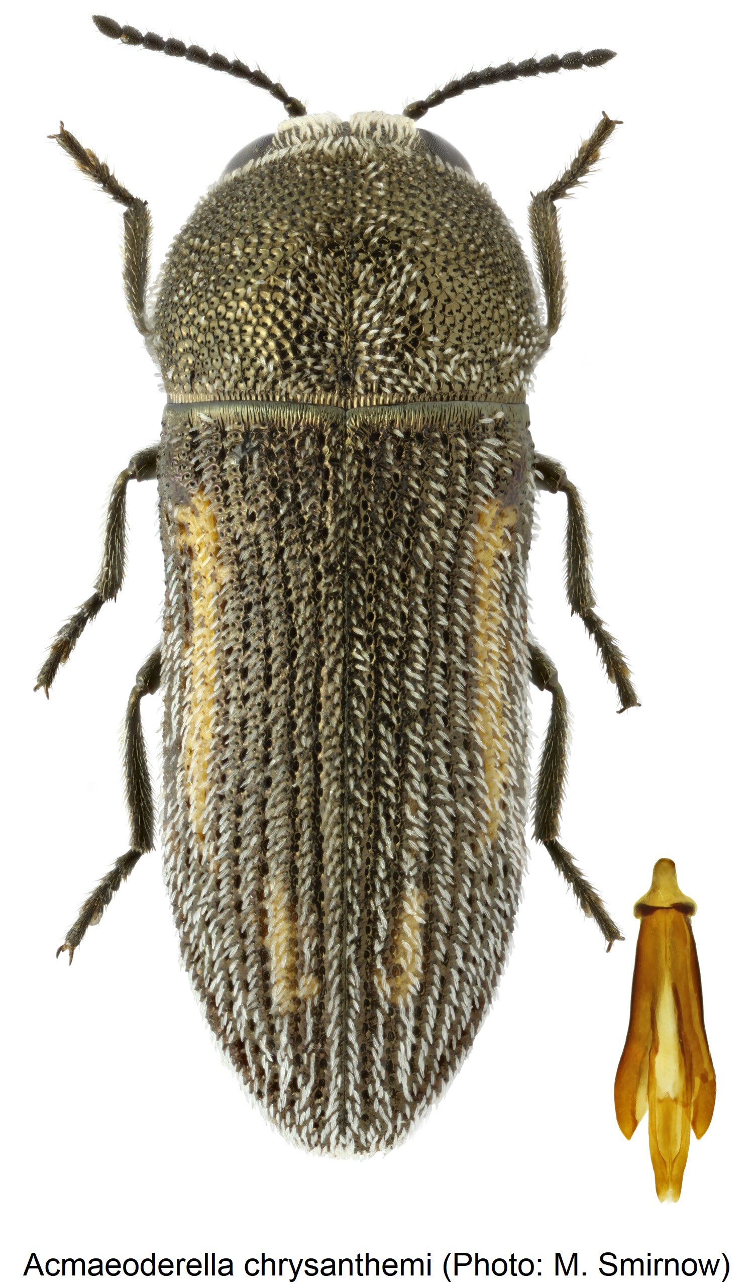 acmaeoderella_chrysanthemi_hab.jpg