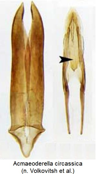 acmaeoderella_circassica.jpg