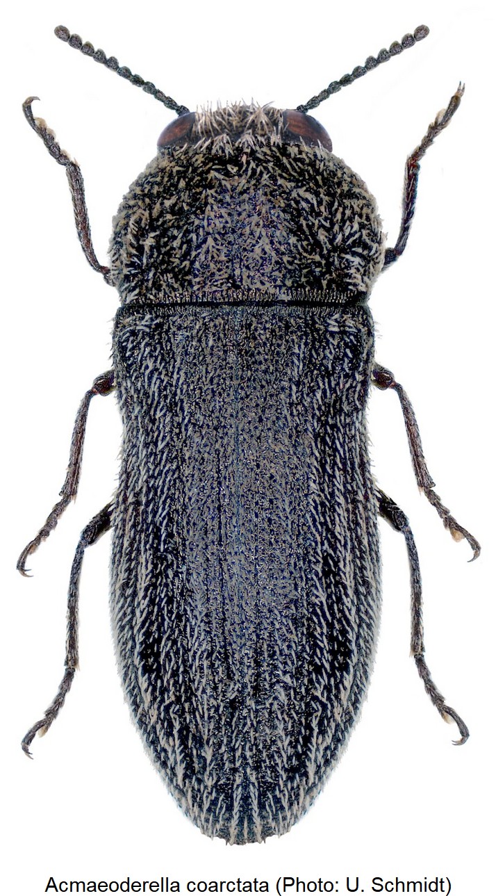 acmaeoderella_coarctata.jpg