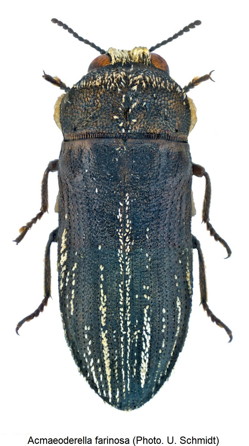 acmaeoderella_farinosa_hab.jpg