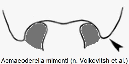 acmaeoderella_mimonti_hsch.jpg