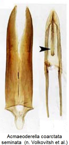 acmaeoderella_seminata.jpg