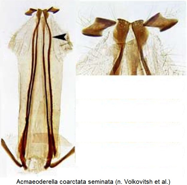 acmaeoderella_seminata_ovi.jpg