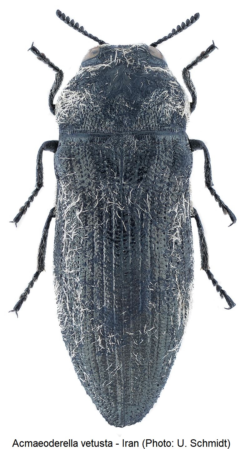 acmaeoderella_vetusta_hab.jpg