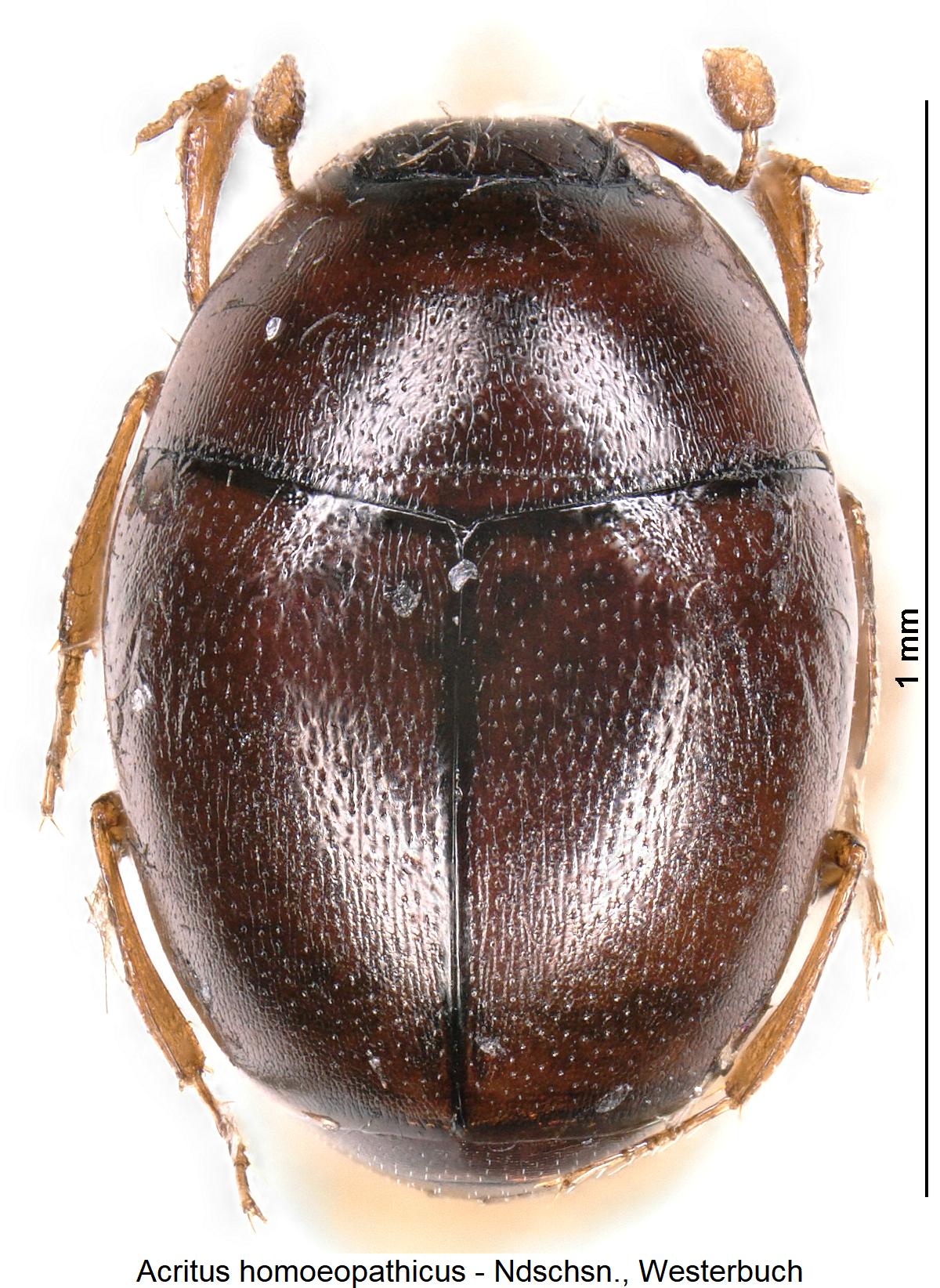 acritus_homoeopathicus_hab.jpg