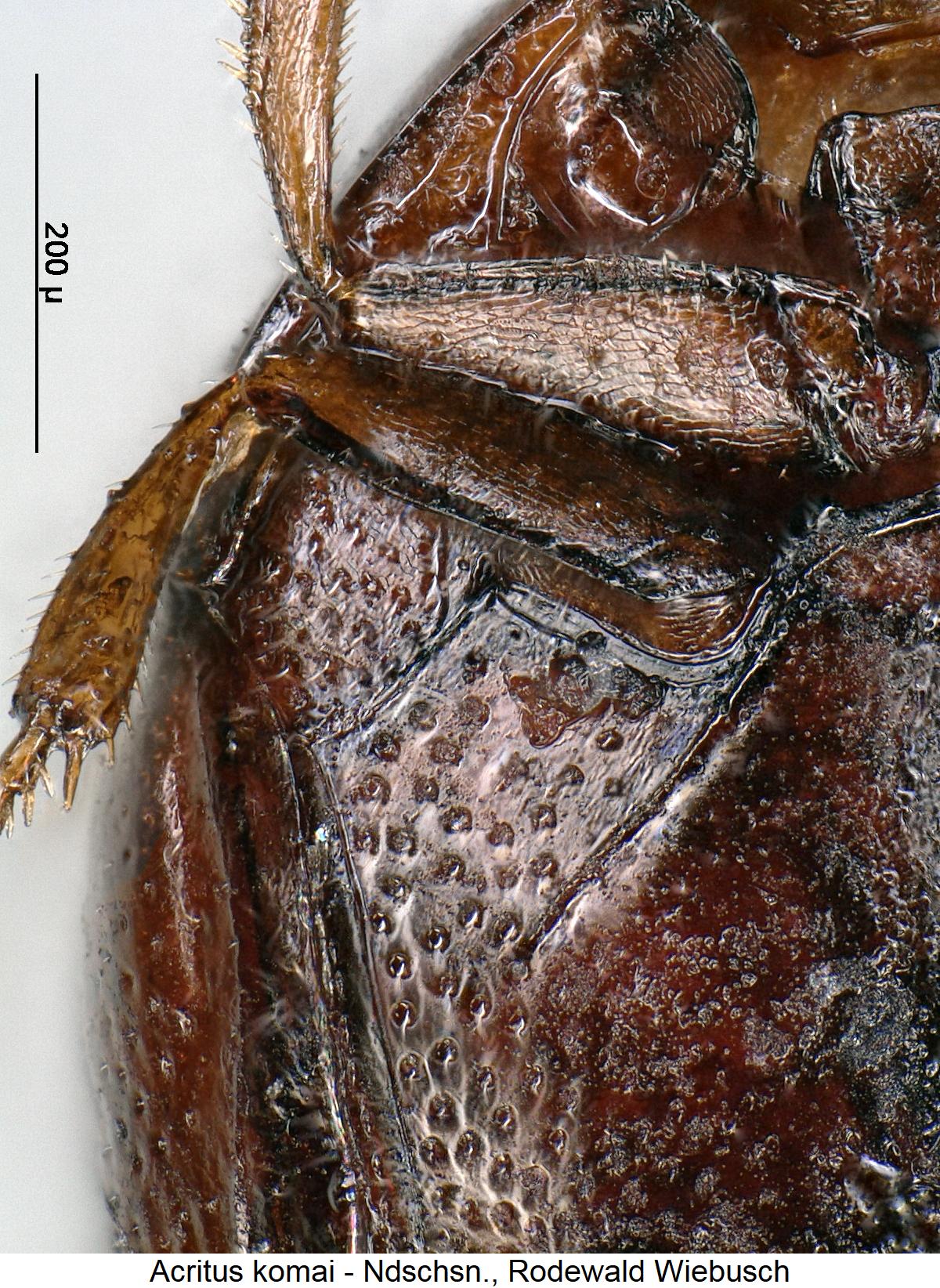acritus_komai_hbr.jpg