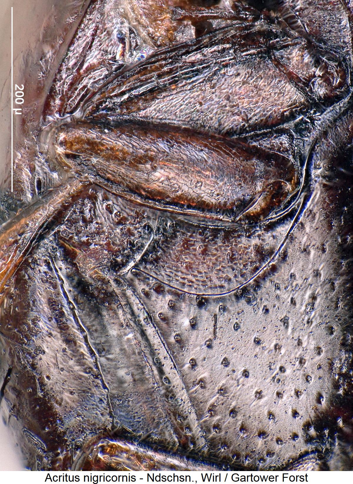 acritus_nigricornis_hbr.jpg