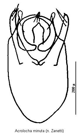acrolocha_minuta.gif