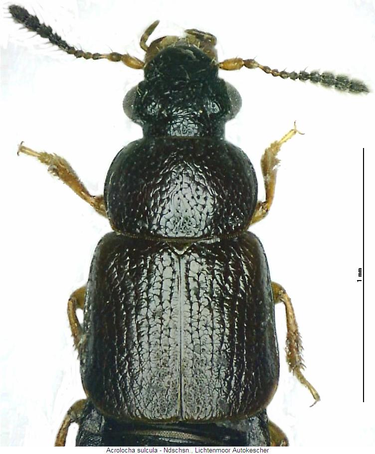 acrolocha_sulcula_vk.jpg