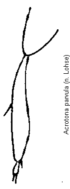 acrotona_parvula_hschn.gif