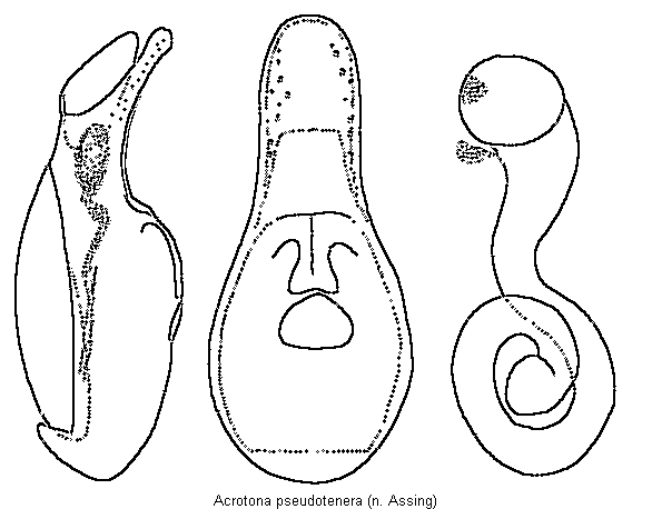 acrotona_pseudotenera.gif