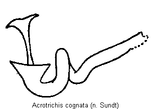 acrotrichis_cognata_sperm.gif