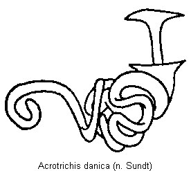 acrotrichis_danica_sperm.gif