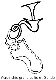 acrotrichis_grandicollis_sperm.gif