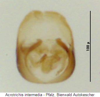 acrotrichis_intermedia.jpg