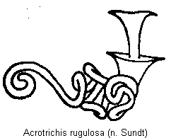 acrotrichis_rugulosa_sperm.gif