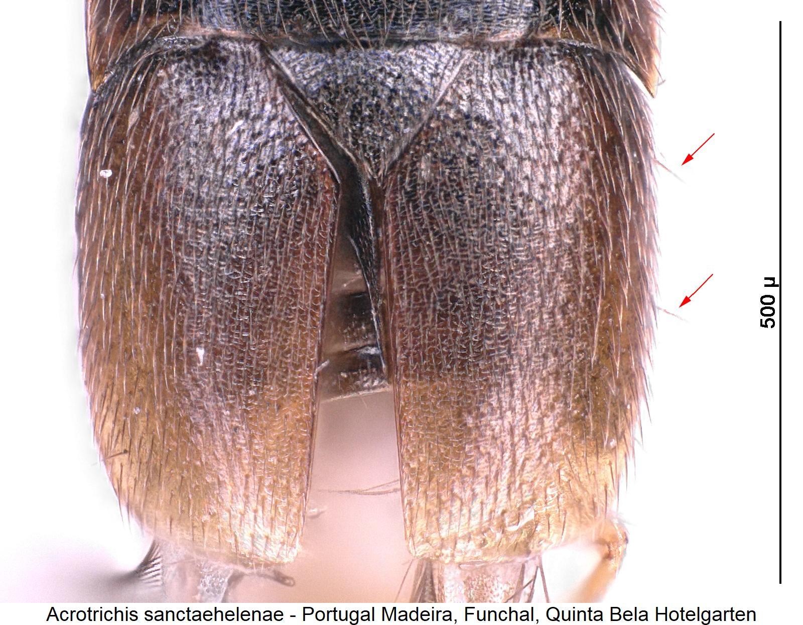acrotrichis_sanctaehelenae_fld.jpg