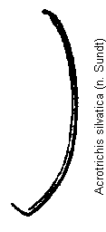 acrotrichis_silvatica_hsch.gif