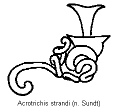 acrotrichis_strandi_sperm.gif